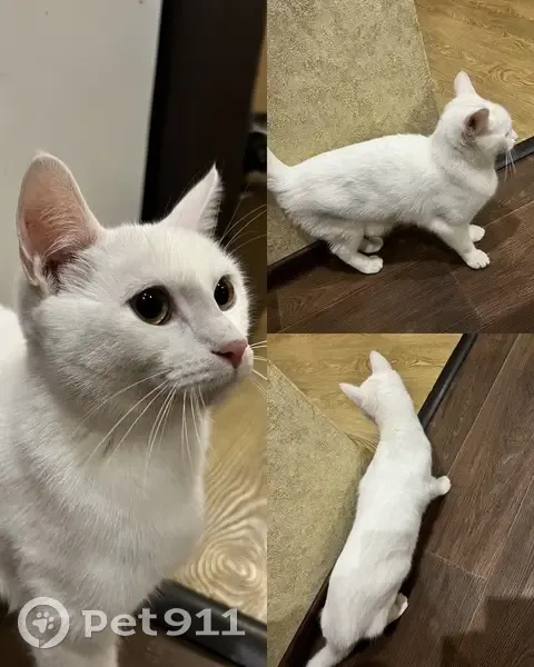 Найдена кошка, 45-я Параллель, 2Г - photo