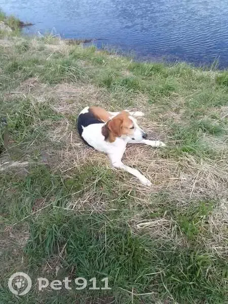 Гончая найдена у слияния рек в Вараксино - photo