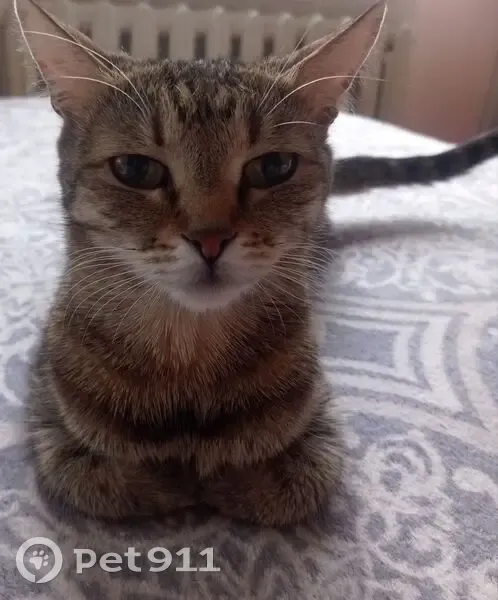 Пропала кошка, Красный проспект, 34 - photo