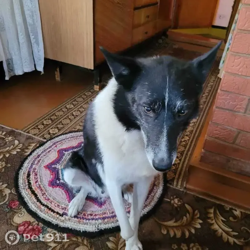 Пропала собака, Полевая ул. 7, Черновское - photo