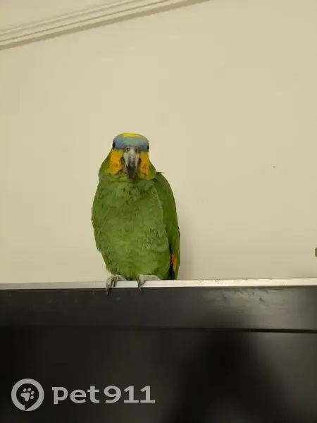 Пропал попугай на Пионерской, 3, Севастополь - photo