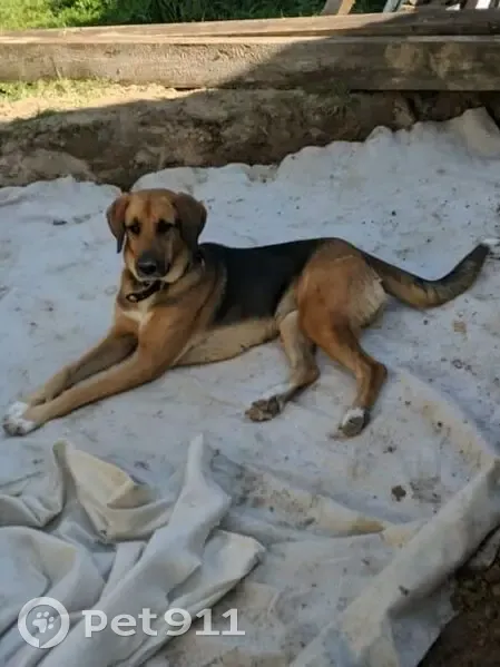 Собака ищет дом, Головинское с/п, Владимирская область - photo