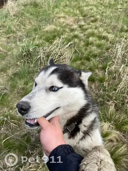 Собака найдена на кладбище Р-402, Дружинское - photo
