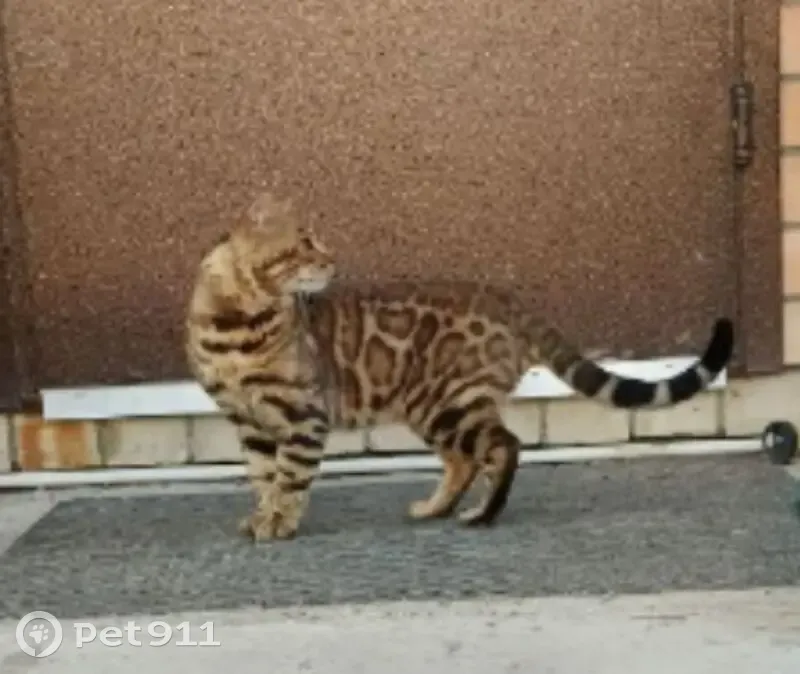 Найдена кошка, Взлётная 4, Тверь - photo