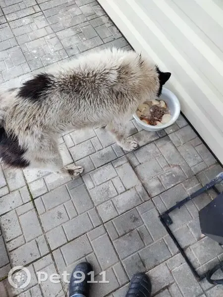 Собака найдена, Детская ул. 9, Сазоново - photo