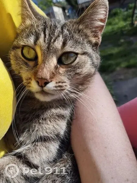 Кошка найдена: Лесопарковая ул., Курган - photo