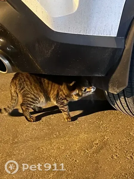 Кошка найдена у Просторной 7, Москва - photo