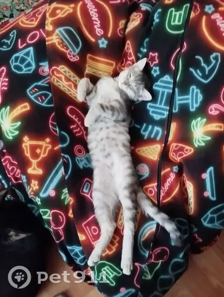 Пропала кошка, ул. Казакова, Озерное - photo