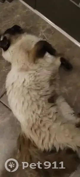 Кошка найдена: г. Тверь, Тверская обл. - photo