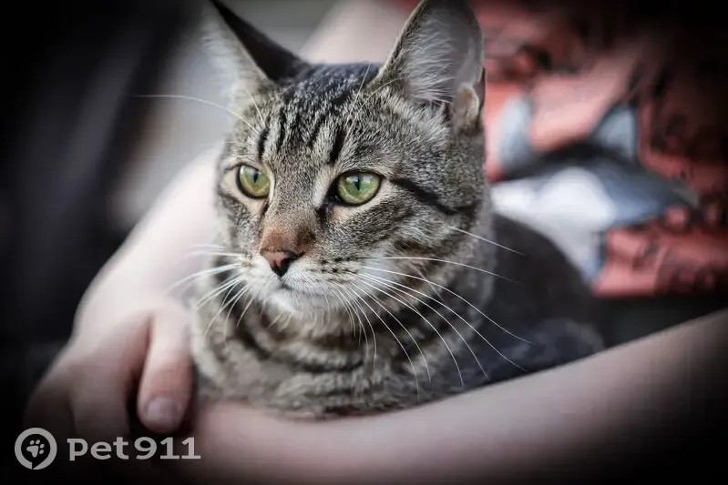 Пропала кошка, Чувашия, 97Н-023 - photo