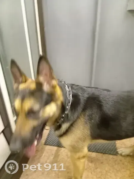 Собака найдена, Шерстобитова 1, Липецк - photo