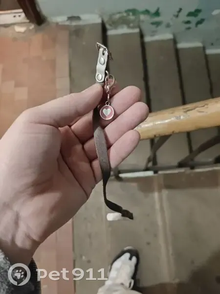 Кошка найдена: Приморская ул, 10, Братск - photo