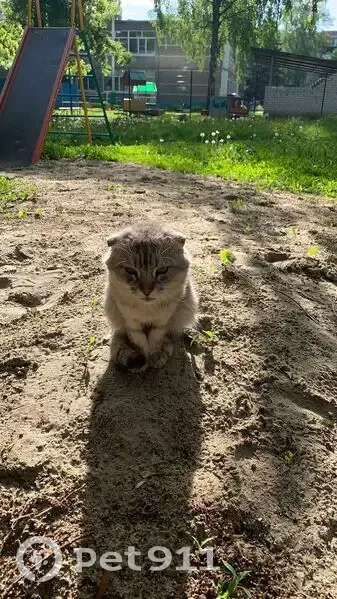 Кошка найдена: ул. Серёгина, 13, Курск - photo