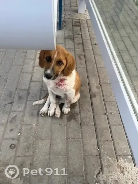 Собака найдена на Нововосточной, Астрахань - photo