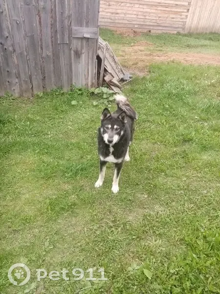 Сарапул: найдена собака, смесь лайки и хаски - photo