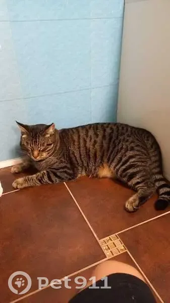 Пропала кошка, 9-я просека, Самара - photo