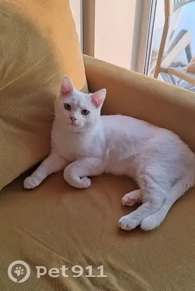 Пропала кошка, Васильковая 8, Благовещенск - photo