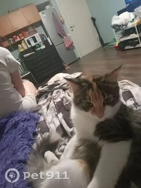 Пропала кошка, Купчино, Санкт-Петербург - photo