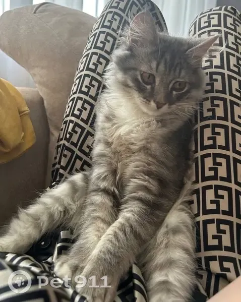 Пропала кошка, Харьковская 27/1, Омск - photo