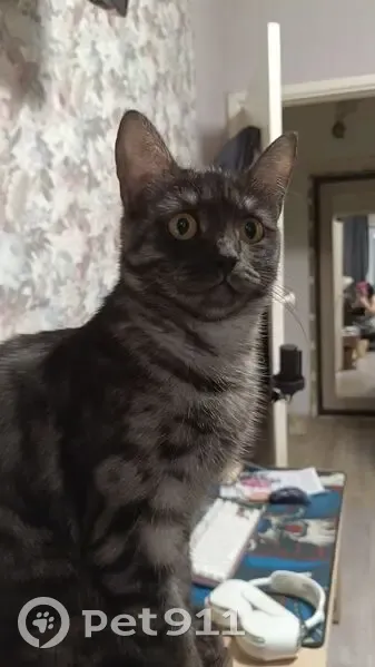 Пропала кошка, пр. Металлургов, 6А - photo