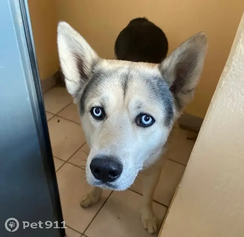 Собака найдена в парке на ул. Колобашкина - photo