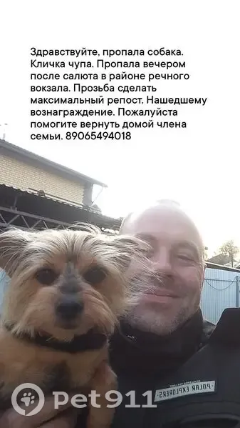 Пропала собака, ул. Горького, 15, Тверь - photo