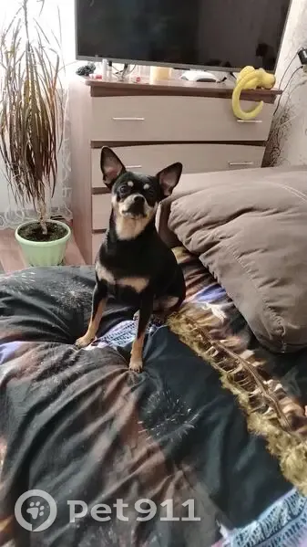 Пропала собака, пр. Мира 28а, Омск - photo