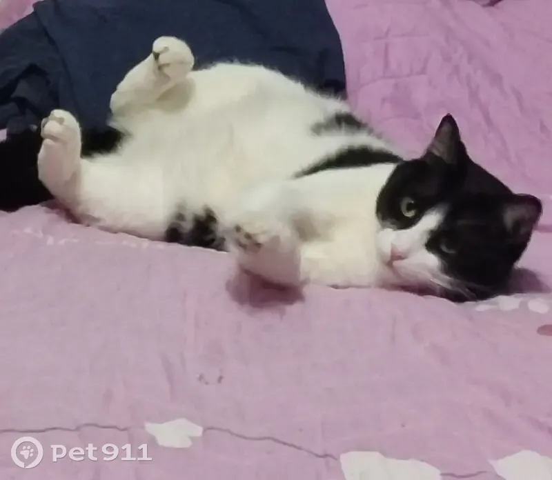 Пропала кошка, ул. Степана Разина 89 - photo