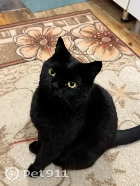 Пропал кот Кирилл, 1-я Степная, 25, Томск - photo