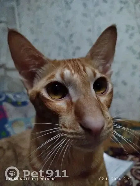 Пропала кошка, QUAI, Волгоградская область - photo