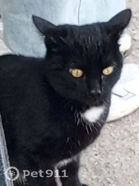 Кошка найдена на Цимлянской, 17, Пермь - photo