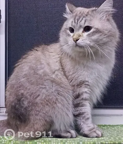 Пропала кошка, Вичкино, Центр. ул., 81 - photo