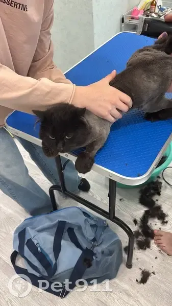 Пропала кошка, ул. Гурьева, 19, Гурьевск - photo