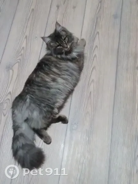 Пропала кошка, ул. Дружбы, 26, Онега - photo