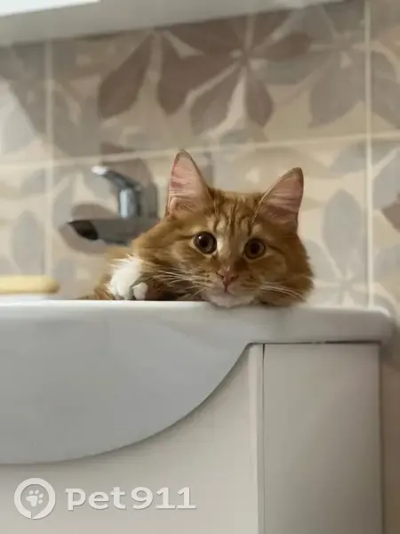 Пропала кошка, Ольховка, Ленобласть - photo