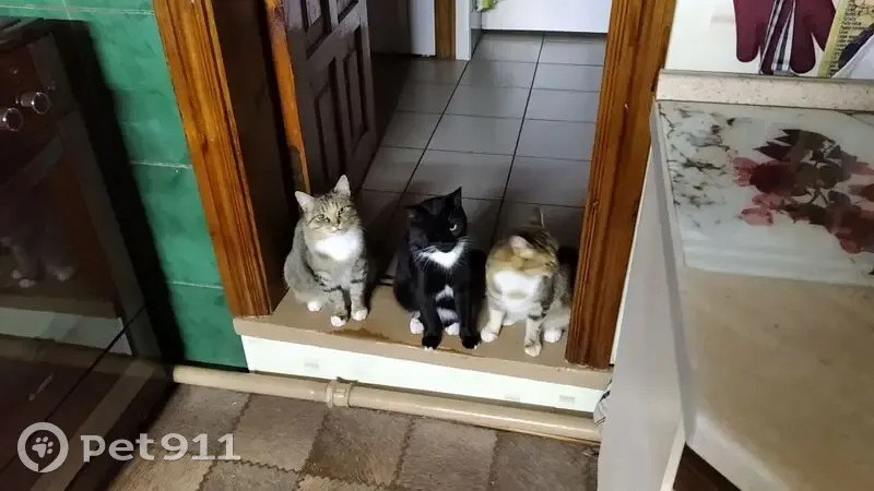 Пропала кошка, Красная ул., 86, Новозыбков - photo