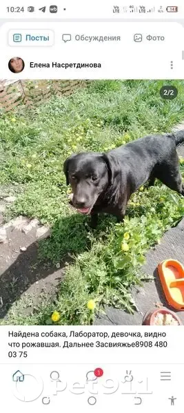 Найдена собака, девочка, Вырыпаевка - photo