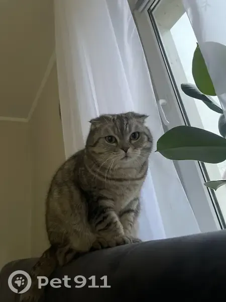 Пропала кошка, ул. Юности 15, Октябрьский - photo