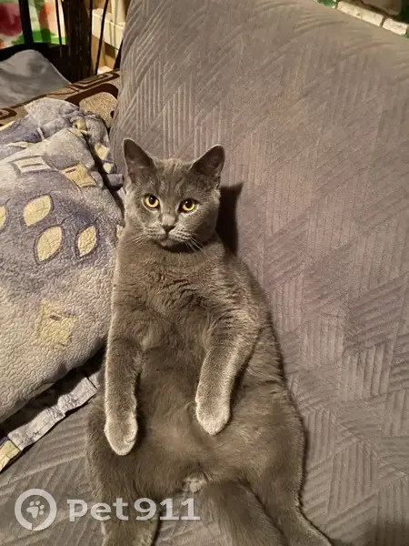 Пропала кошка у магазина, Строительная 14 - photo