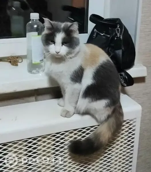 Пропала кошка, ул. Советская 47А, Смоленка - photo