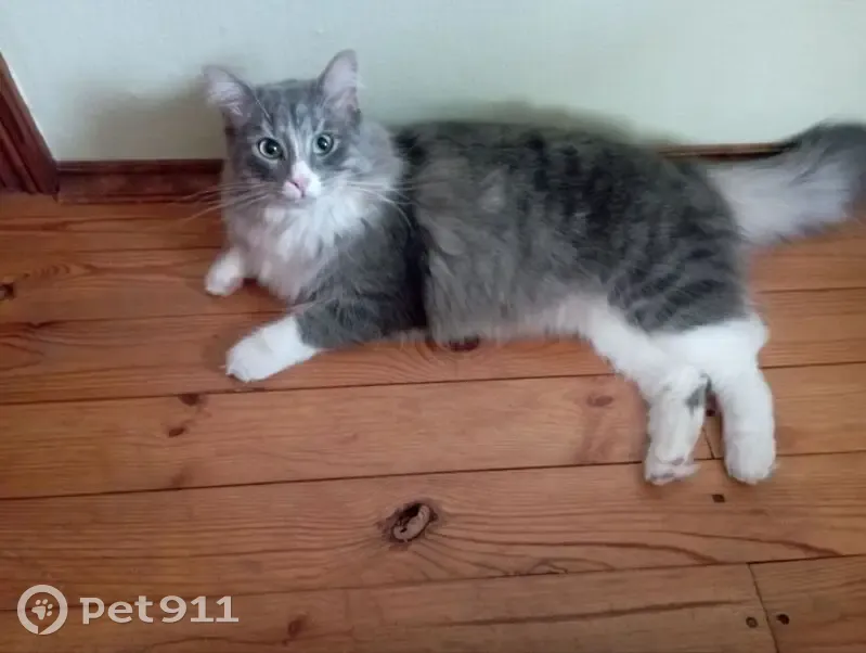 Пропала кошка в районе д. Дмитровское - photo