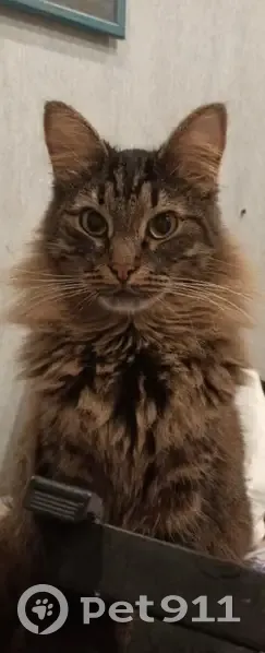 Пропала кошка, Турынинская 5, Калуга - photo