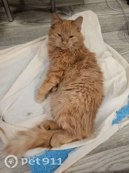 Пропал кот, ул. Юбилейная, 55Б к.261, Барнаул - photo