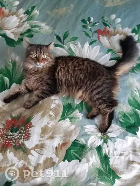 Пропала кошка, ул. Гагарина 9, Колпны - photo