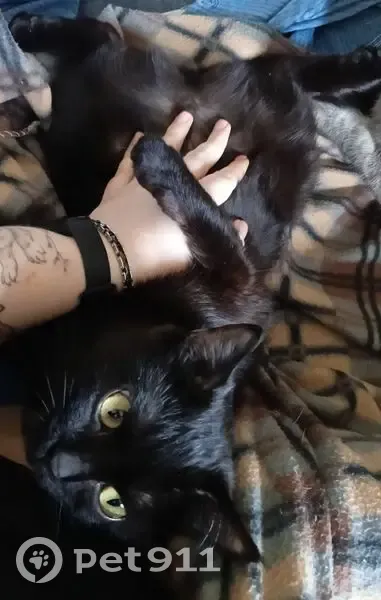 Пропала кошка, Солнечный бульвар, 9 - photo