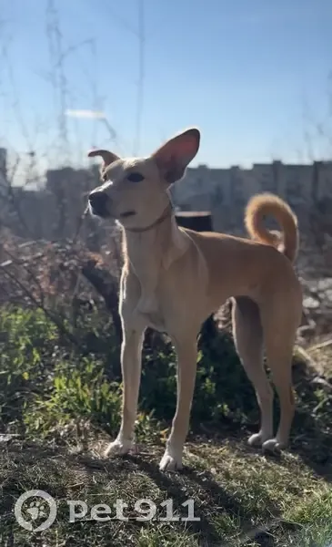 Пропала собака в районе Tbilisi - photo