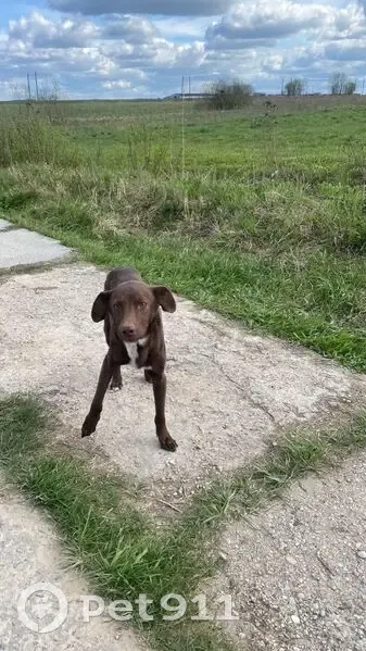 Собака найдена: Ишино, МО, 89265244039 - photo