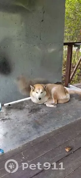 Собака найдена в СНТ 