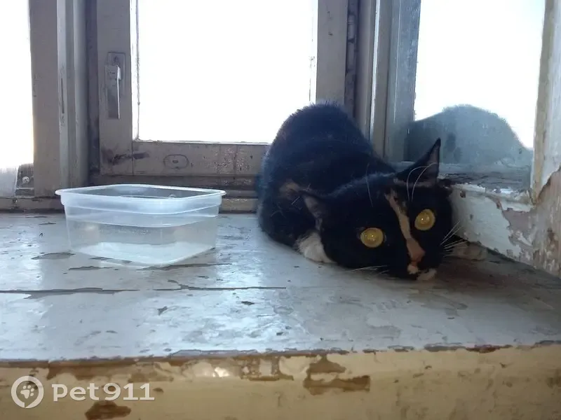 Найдена кошка, ул. Варламова, 21, Петрозаводск - photo