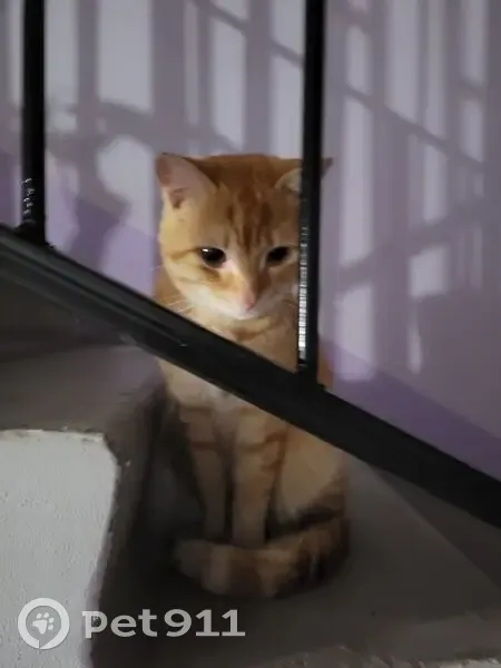 Кошка найдена у магазина, Иркутский тракт 44а - photo